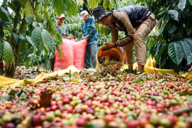 6 tháng đầu năm, xuất khẩu cà phê tăng gần 50% về trị giá