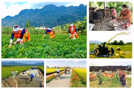 Triển khai quyết liệt, hiệu quả các chương trình mục tiêu quốc gia