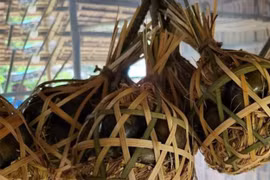 Nổi lên nhờ mạng xã hội, đặc sản ốc gác bếp được nhiều người săn tìm thưởng thức