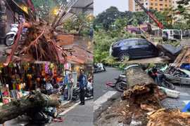 Cây xanh Hà Nội gãy đổ gây thiệt hại lớn, trách nhiệm của đơn vị quản lý ở đâu?