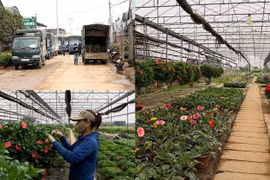 Làng hoa Xuân Quan hối hả vào xuân, nhà vườn phấn khởi vì tiểu thương về thu mua nhiều