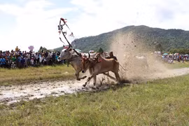 Sôi nổi Lễ hội đua bò truyền thống huyện Tri Tôn, An Giang