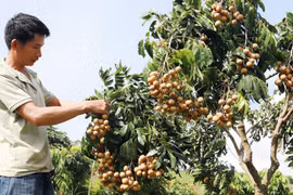 Nhãn lồng Hưng Yên có thêm hướng đi mới cho đầu ra