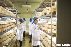 Người phụ nữ với quyết tâm đưa đông trùng hạ thảo 'made in Vietnam' ra thị trường