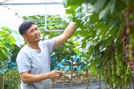 Mô hình trồng nho siêu quả thu tiền tỉ mỗi vụ ở Hoài Đức - Hà Nội