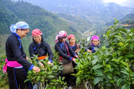 Độc đáo chè ống lam gác bếp vùng cao Bắc Hà