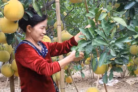 Bưởi Diễn được mùa, nông dân vui mừng một cái Tết ấm