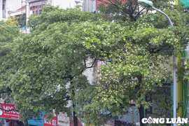 Hà Nội: Đề xuất di dời 80 cây hoa sữa do mùi hương quá đậm đặc