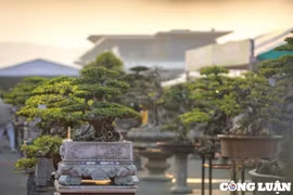 Nhiều cây cảnh độc, lạ tại Lễ hội sinh vật cảnh Thủ đô năm 2022