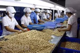 Xuất khẩu nhân điều Việt Nam tiếp tục đứng đầu thế giới
