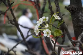 Lê rừng xuống phố, phục vụ khách chơi Tết sớm