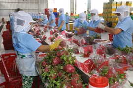 Doanh nghiệp cần nắm rõ về quản lý an toàn thực phẩm xuất nhập khẩu