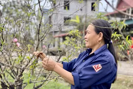 Người dân làng đào lớn nhất Thanh Hoá chuẩn bị hàng "đón" vụ Tết