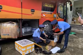 Bắt quả tang ô tô vận chuyển cá thể động vật hoang dã tại Quảng Bình