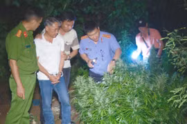 Bắt đối tượng trồng hàng trăm cây cần sa lấy hoa để bán