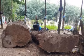 Vụ bỏ gần 100 triệu đào cây gỗ mục về xẻ: Người đàn ông bị xử phạt 4 triệu đồng