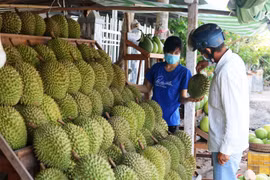 Sầu riêng cuối vụ giá cao, thị trường xuất khẩu khởi sắc