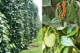 Xuất khẩu hồ tiêu tăng trưởng trở lại nhờ trợ lực từ các Hiệp định thương mại tự do FTA