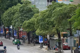 Hà Nội: Người dân ủng hộ di dời bớt cây hoa sữa trên đường Nguyễn Chí Thanh