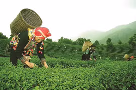 Yên Bái: Nâng cao chất lượng tiêu chí xây dựng nông thôn mới trên địa bàn tỉnh
