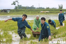 Hà Nội: Dân quân tự vệ gặt lúa, giúp dân chạy lũ