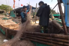 Ngư dân Thanh Hoá được mùa cá trích