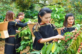 Nhiều đoàn quốc tế tham gia biểu diễn tại Lễ hội Cà phê Buôn Ma Thuột