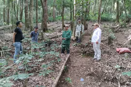Kon Tum: Đã khống chế được tình trạng sâm Ngọc Linh chết hàng loạt