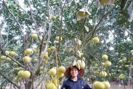 Hà Tĩnh: Người dân phấn khởi khi đặc sản bưởi Phúc Trạch vào mùa