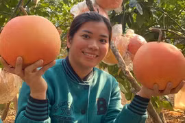 Bưởi đỏ Luận Văn “tiến vua” giá hạ nhiệt, "đổ bộ" thị trường dịp cận Tết