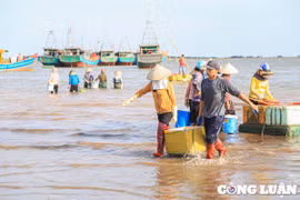 Nam Định: Tấp nập phiên chợ cá chiều bến Giao Hải