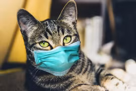 Mèo Thái Lan bị nghi lây Covid cho người
