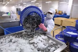 Tôm sang Mỹ giảm nhưng giá trị xuất khẩu tôm Việt Nam vẫn tăng mạnh