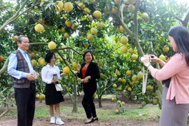 Bắc Giang thúc đẩy phát triển du lịch ở 'thủ phủ trái cây miền Bắc'