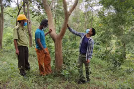 Mục sở thị vườn trắc tiền tỷ của người Ba Na ở Gia Lai