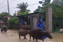 Mưa trắng trời, nhiều nơi ở Nghệ An bị ngập sâu