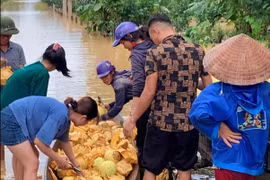 Người dân Hà Tĩnh dầm mình trong nước lũ thu hoạch bưởi Phúc Trạch
