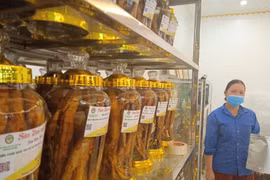 ‘Mang tiền về’ cho sâm núi Dành