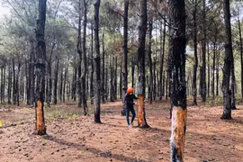 Gia Lai: Kiểm điểm tập thể, cá nhân liên quan đến vụ hàng trăm cây thông cổ thụ bị tàn phá