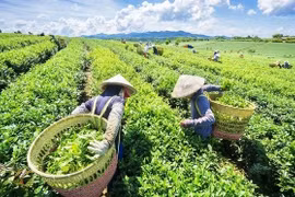 Cơ hội tăng lượng xuất khẩu chè và cà phê sang Đài Loan và Hong Kong (Trung Quốc)
