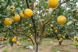 Bưởi Diễn - đặc sản hoa trái đất Hà Thành vào mùa thu hoạch