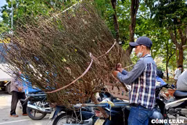 Cuối giờ chợ hoa xuân, những gốc đào khủng bị cưa ngang thân bán giá 200 ngàn đồng
