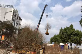 Hàng trăm cành đào bị chặt bỏ ở Chợ hoa xuân Lào Cai