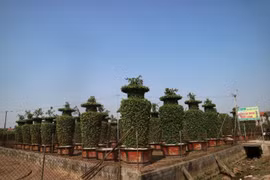 Vườn quýt lục bình khổng lồ sẵn sàng vào vụ Tết 