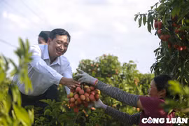 Vải thiều Lục Ngạn được mùa, giá cao đầu vụ