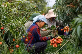 Vải thiều Lục Ngạn trĩu quả, hứa hẹn một mùa bội thu