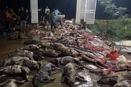 Cháy trang trại trong đêm, hơn 1.000 con lợn bị thiêu sống