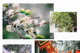 Thôi đừng nhớ... Tết!