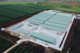 Công ty Cổ phần gia súc Lơ Pang cố ý xây dựng trại heo trái phép: Cam kết sẽ di dời