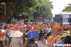 Lục Ngạn nhộn nhịp giao thương vải thiều chín sớm